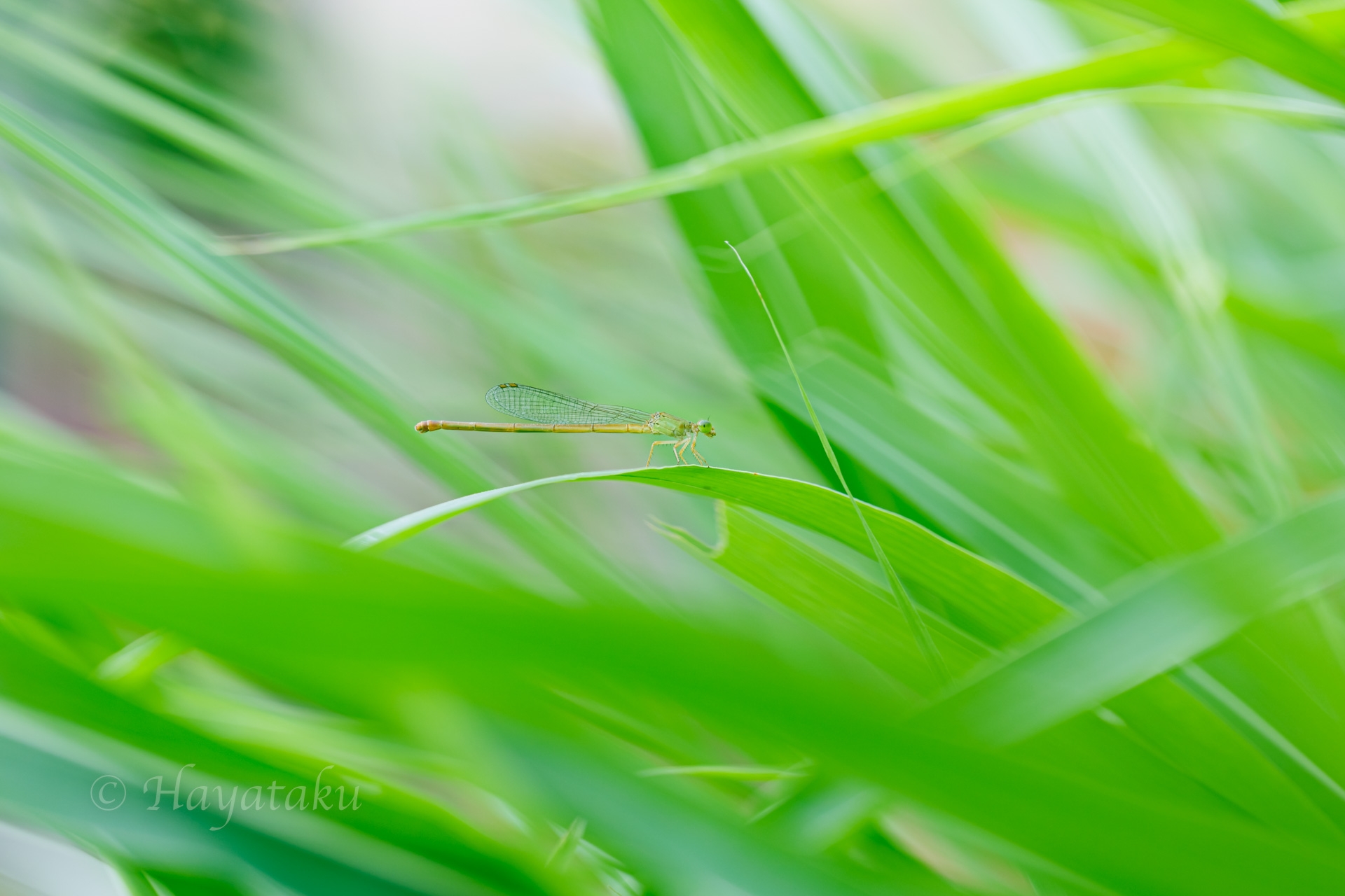 ベニイトトンボ