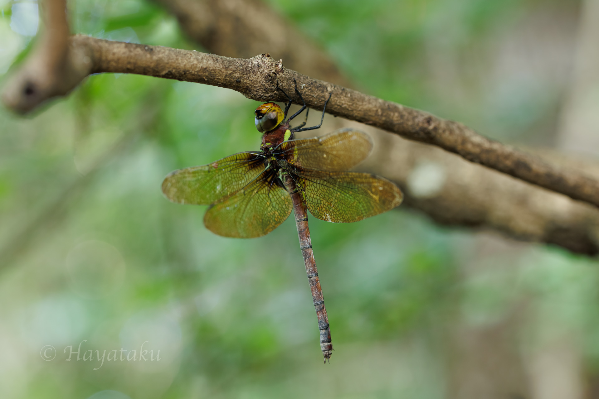 マルタンヤンマ
