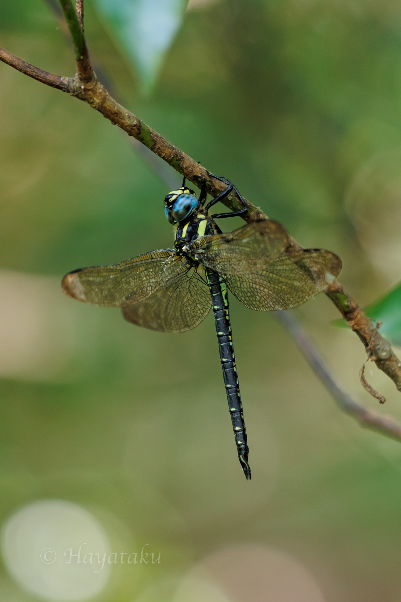 ネアカヨシヤンマ