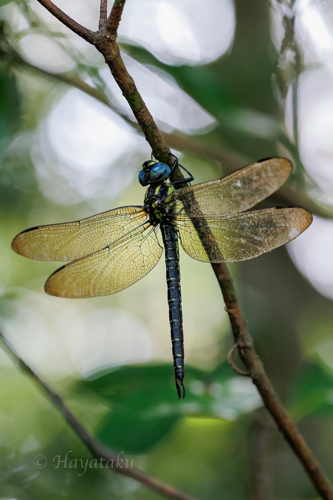 ネアカヨシヤンマ