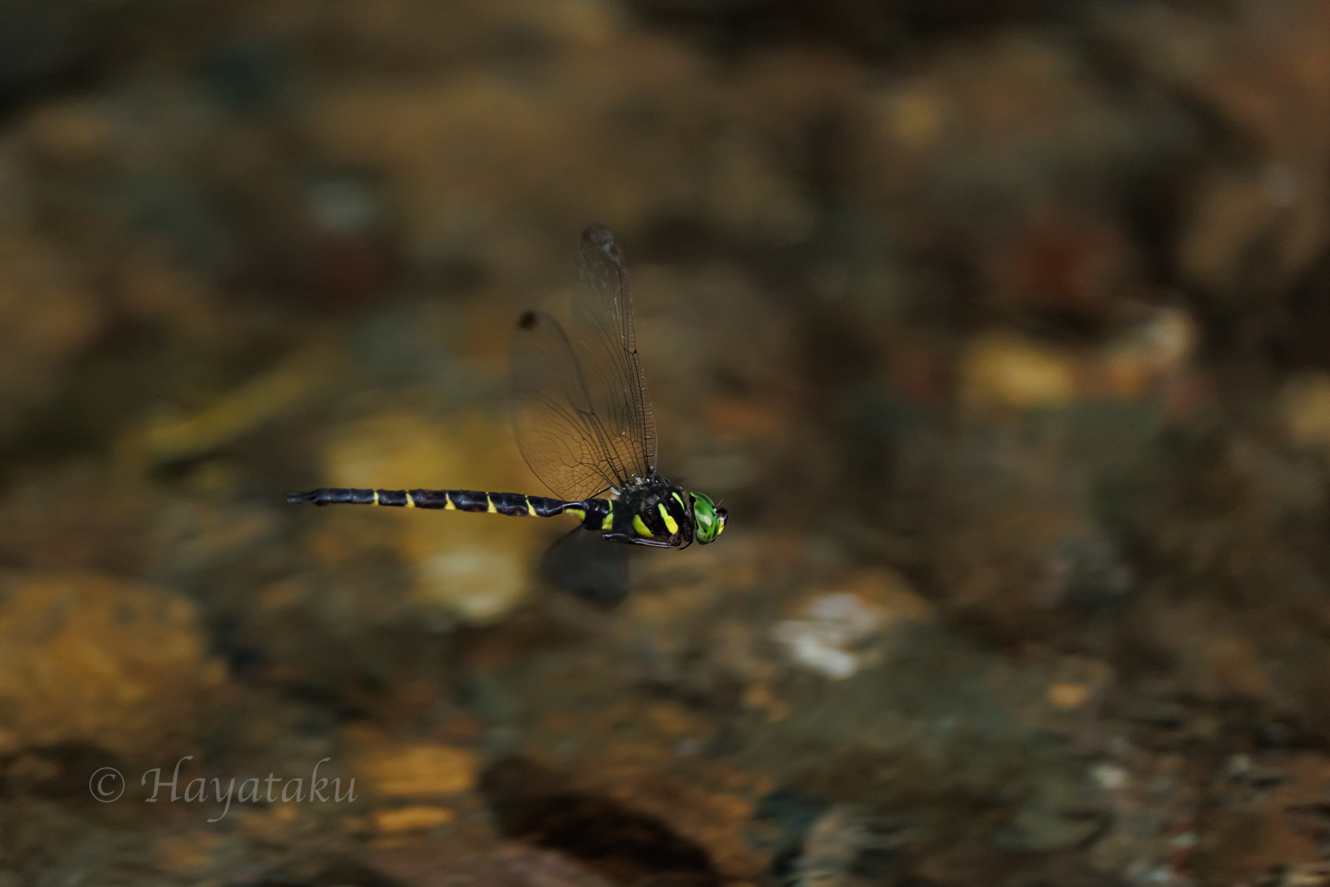 コシボソヤンマ