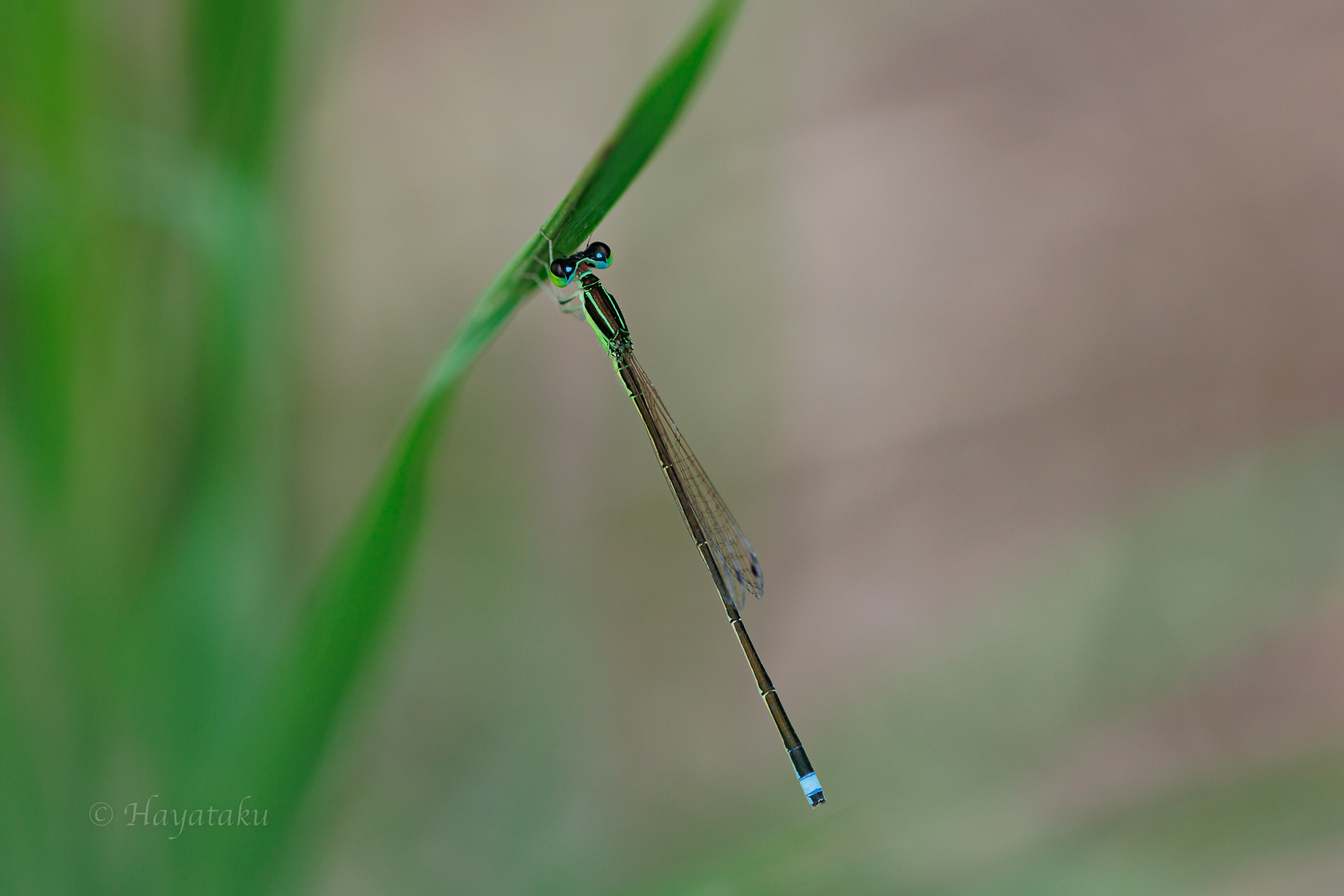アジアイトトンボ