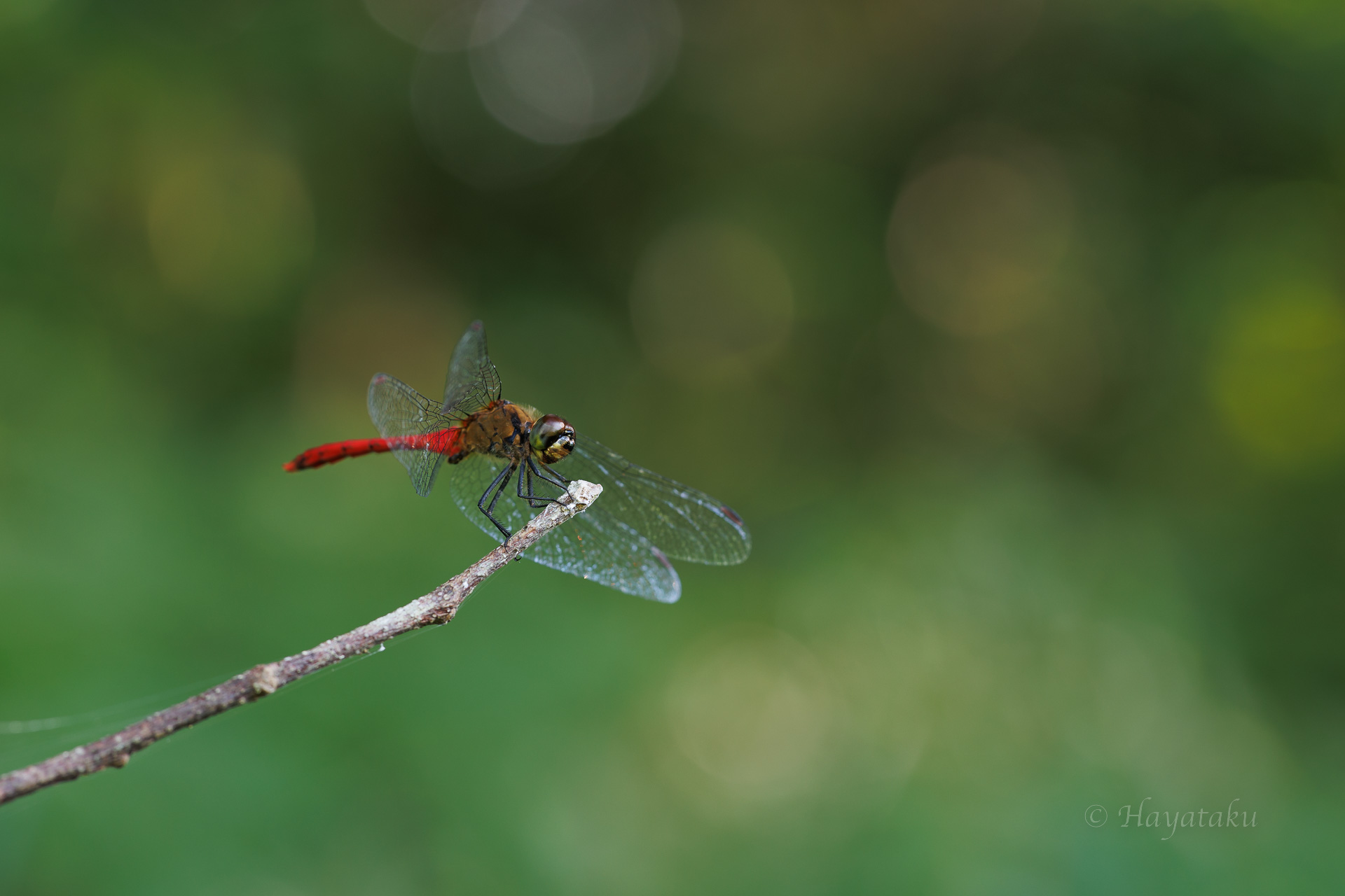 マユタテアカネ