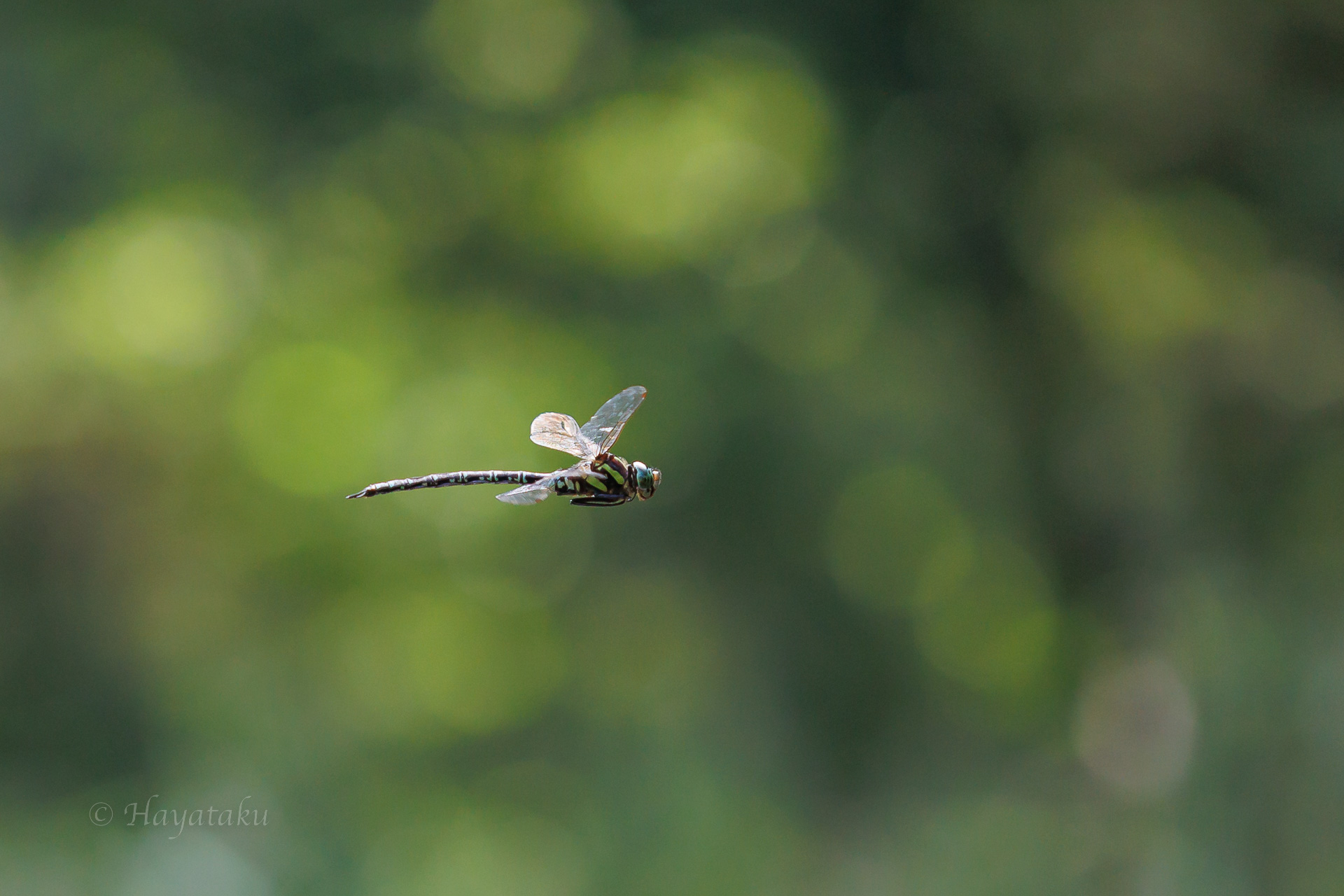 オオルリボシヤンマ