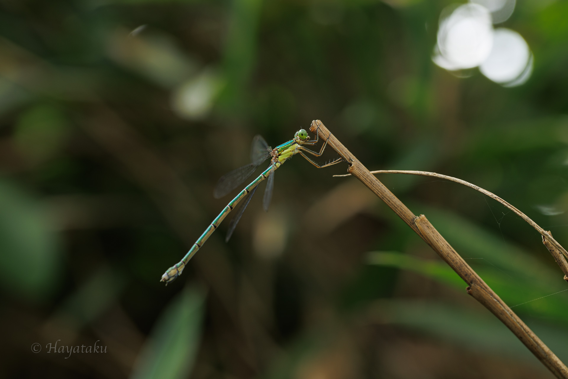 オオアオイトトンボ