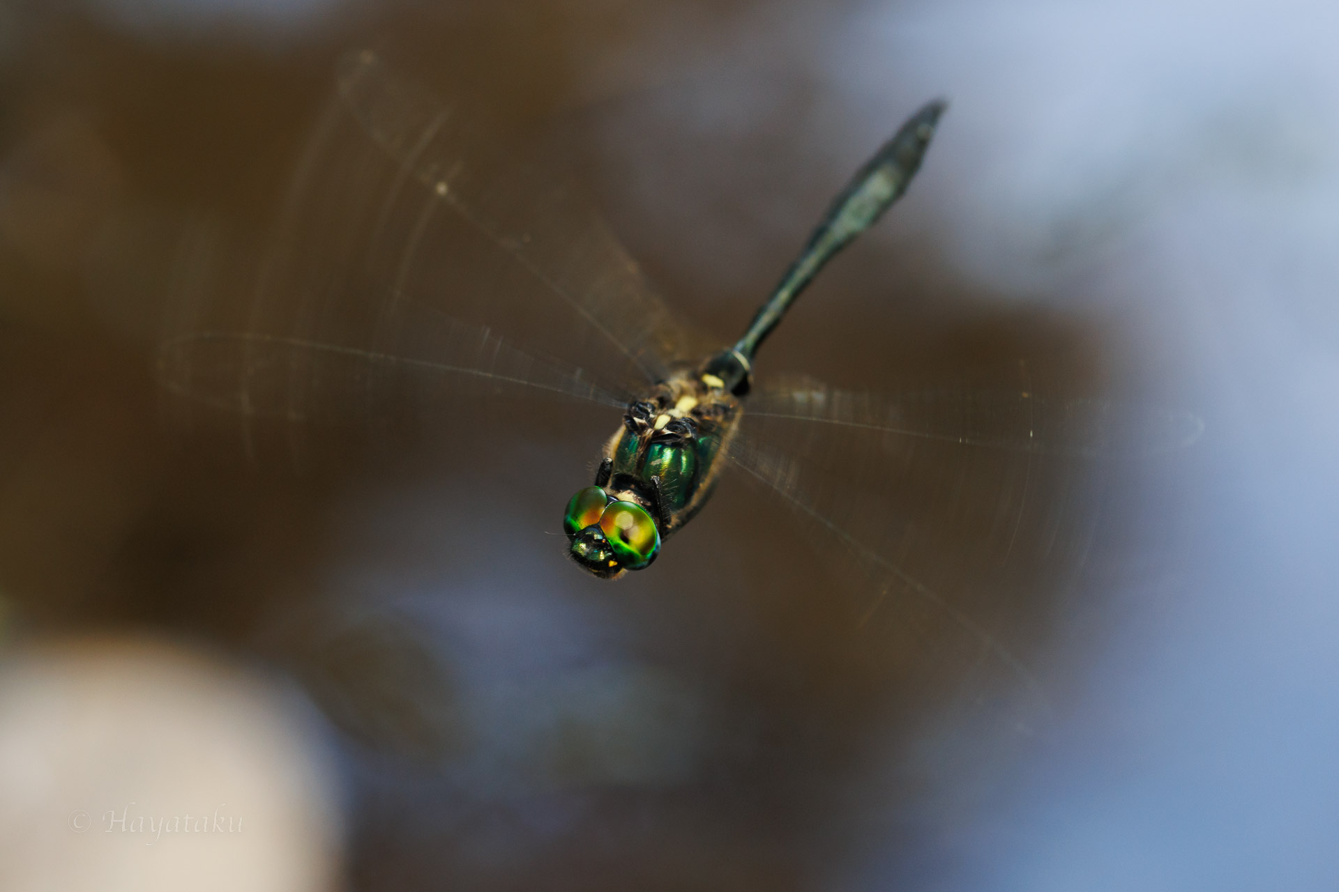 ハネビロエゾトンボ