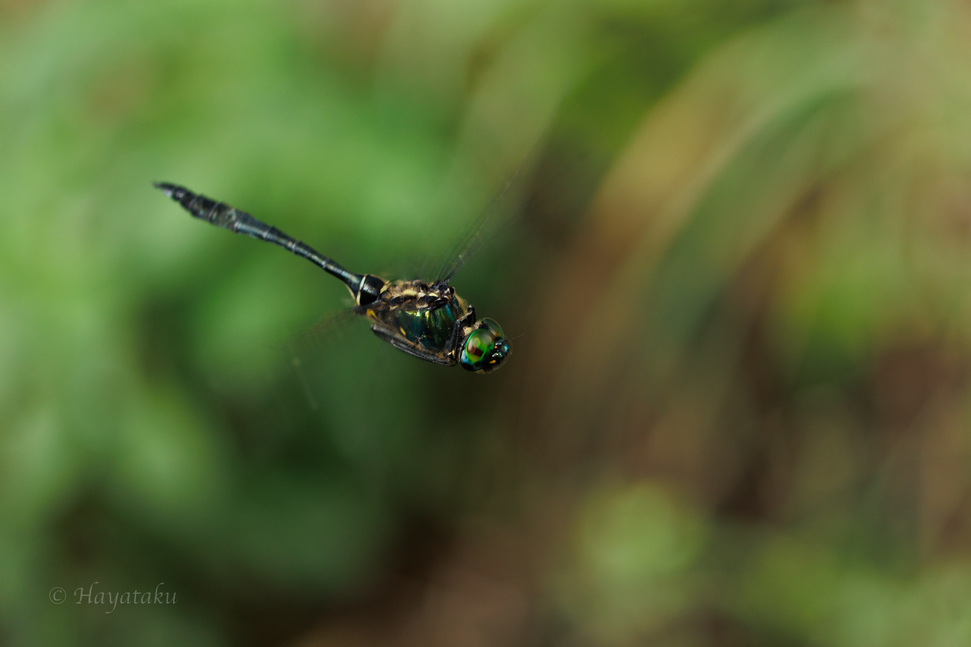 ハネビロエゾトンボ