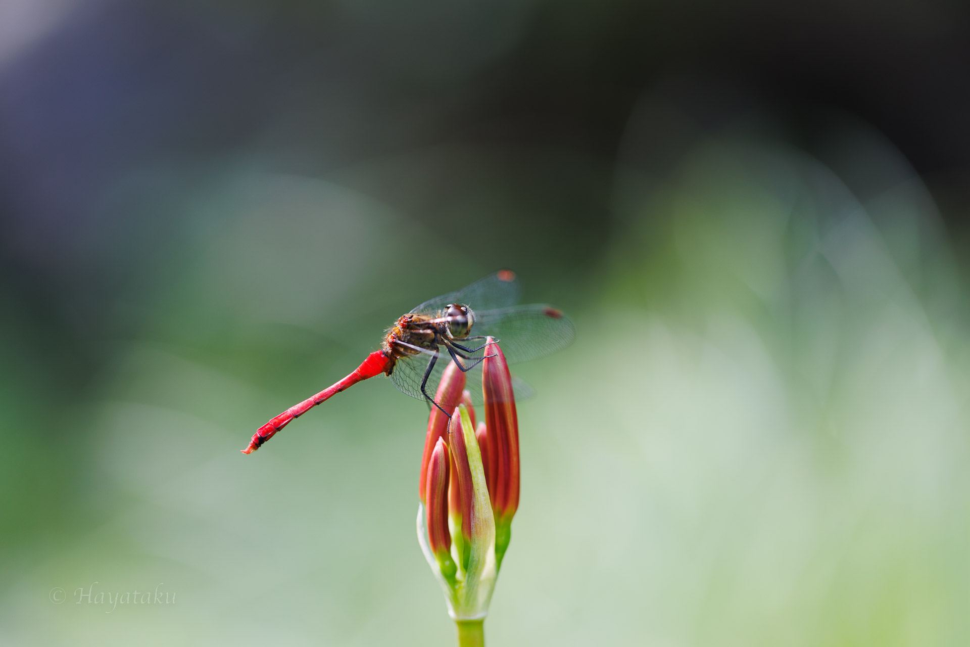 マユタテアカネ