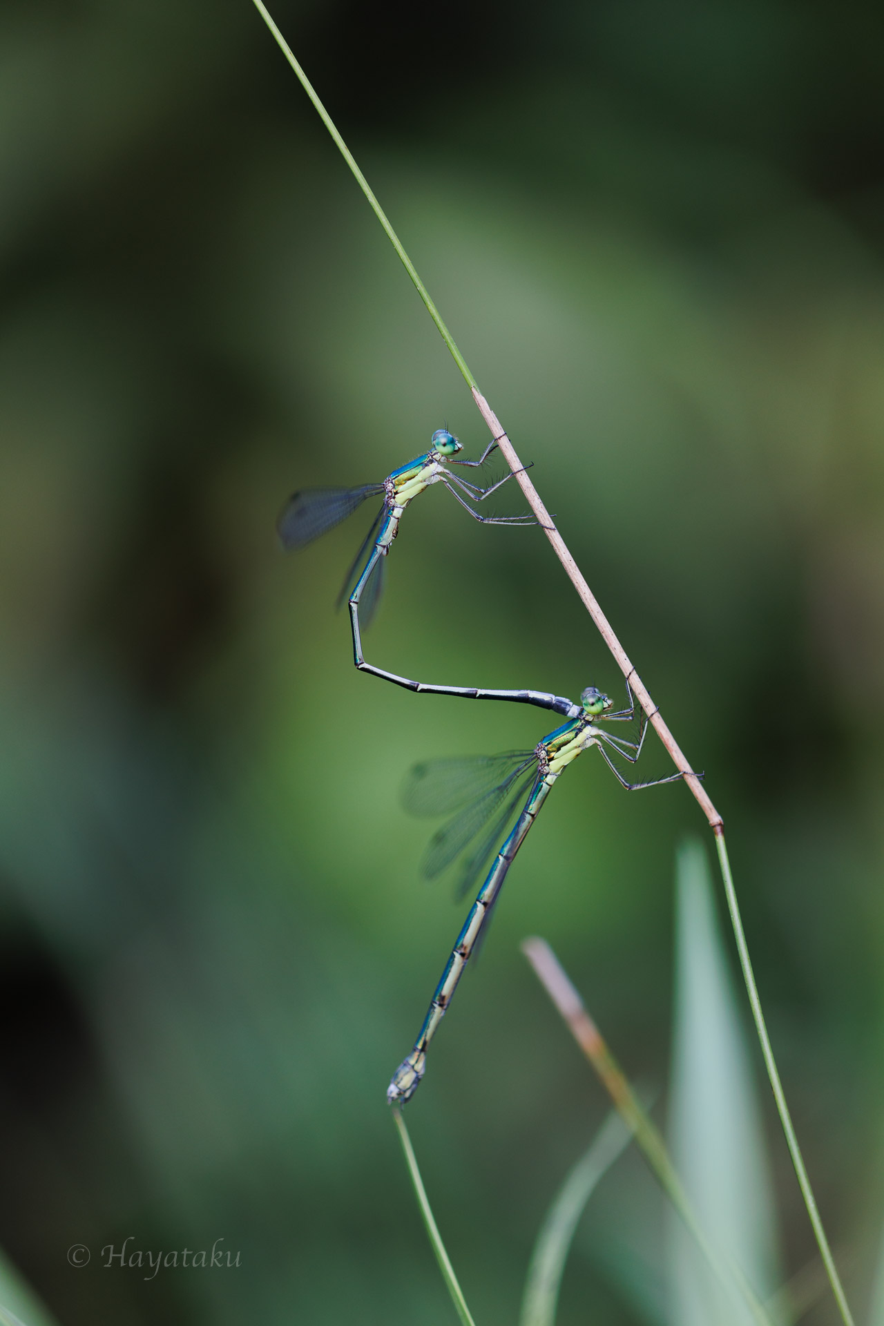 オオアオイトトンボ
