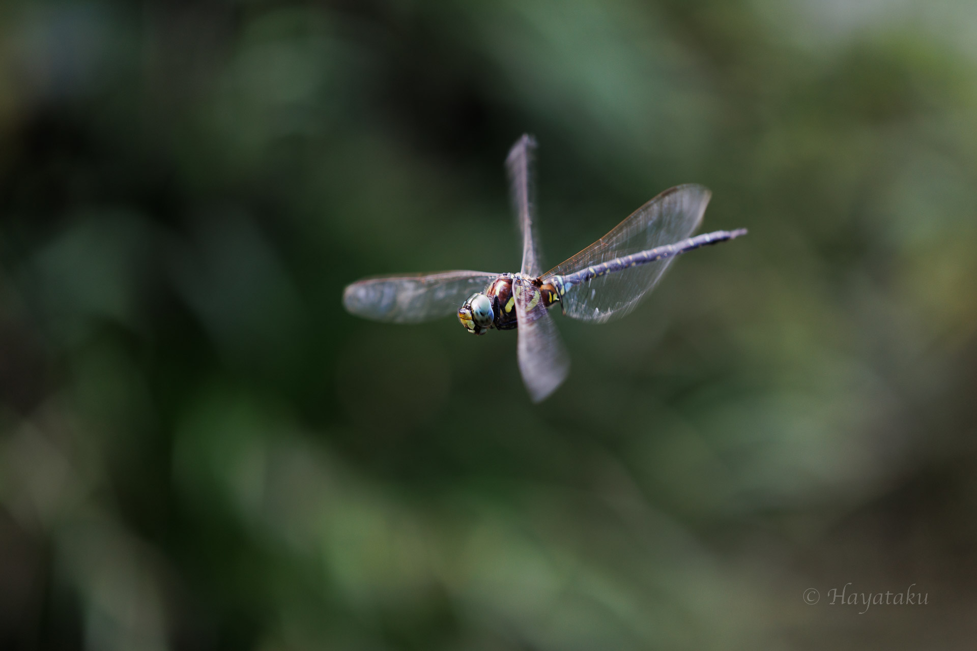 ルリボシヤンマ