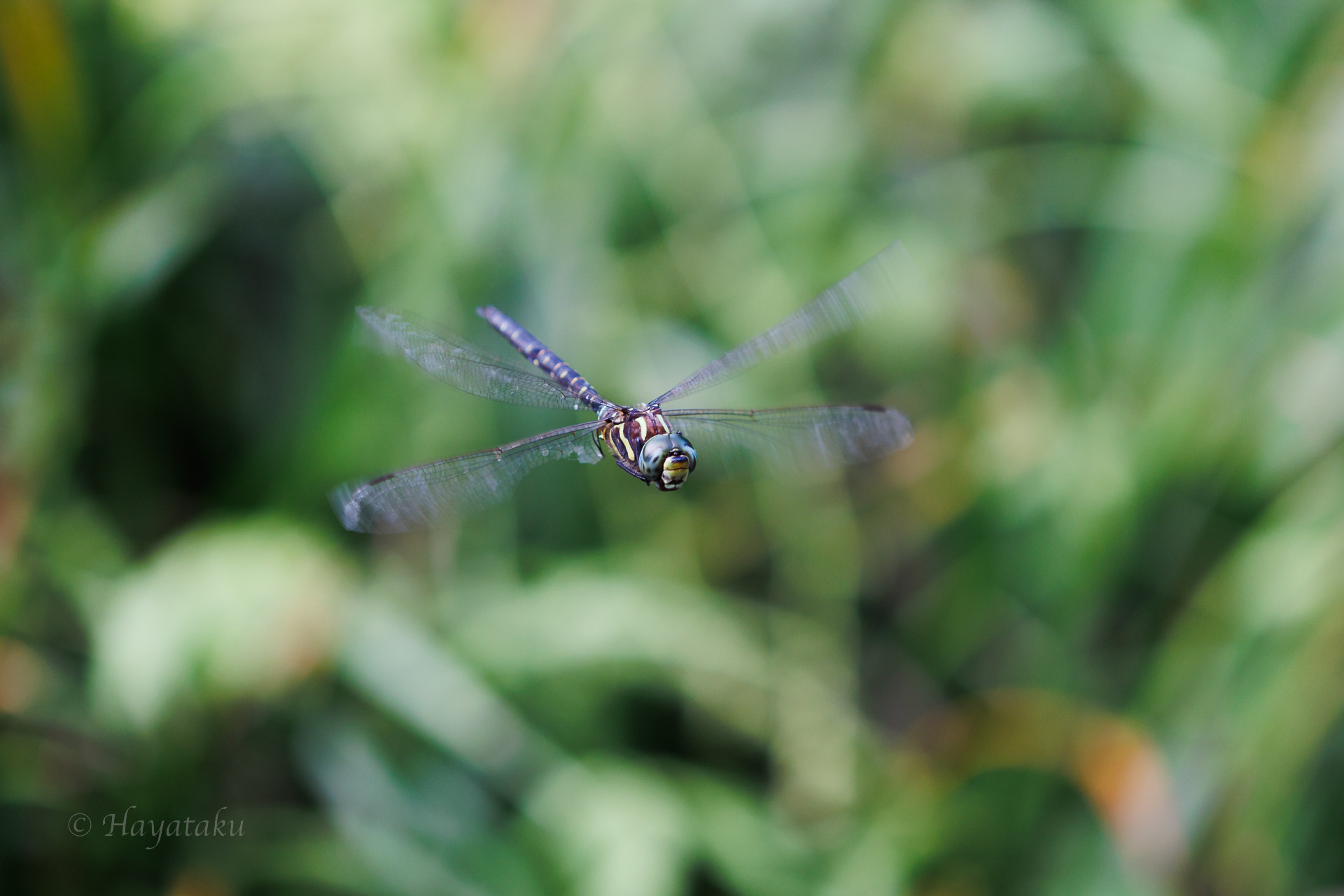 ルリボシヤンマ