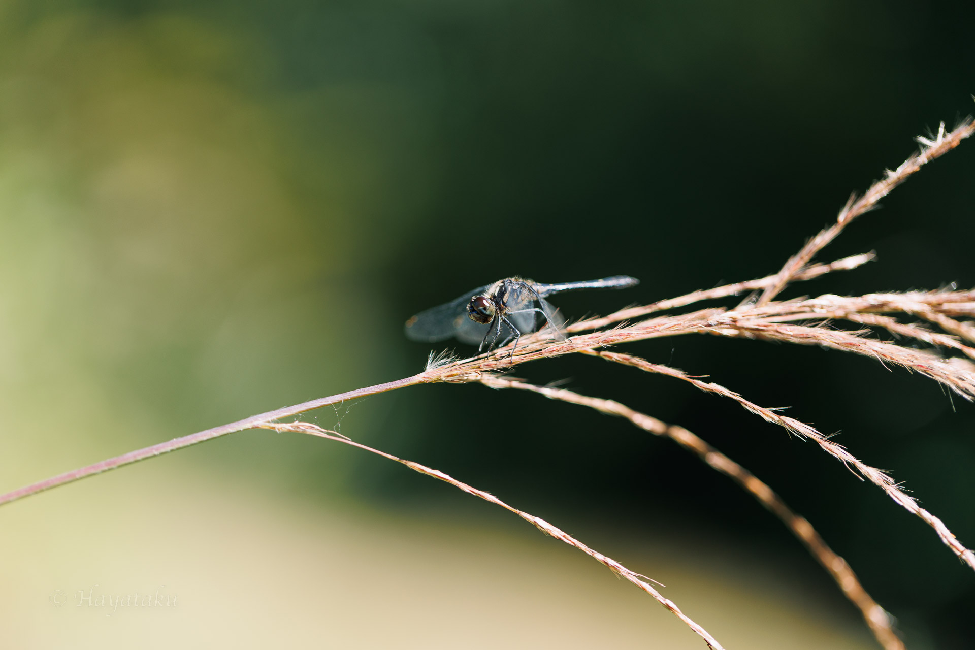 マダラナニワトンボ