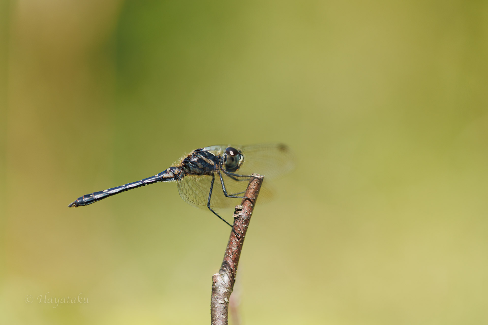 マダラナニワトンボ
