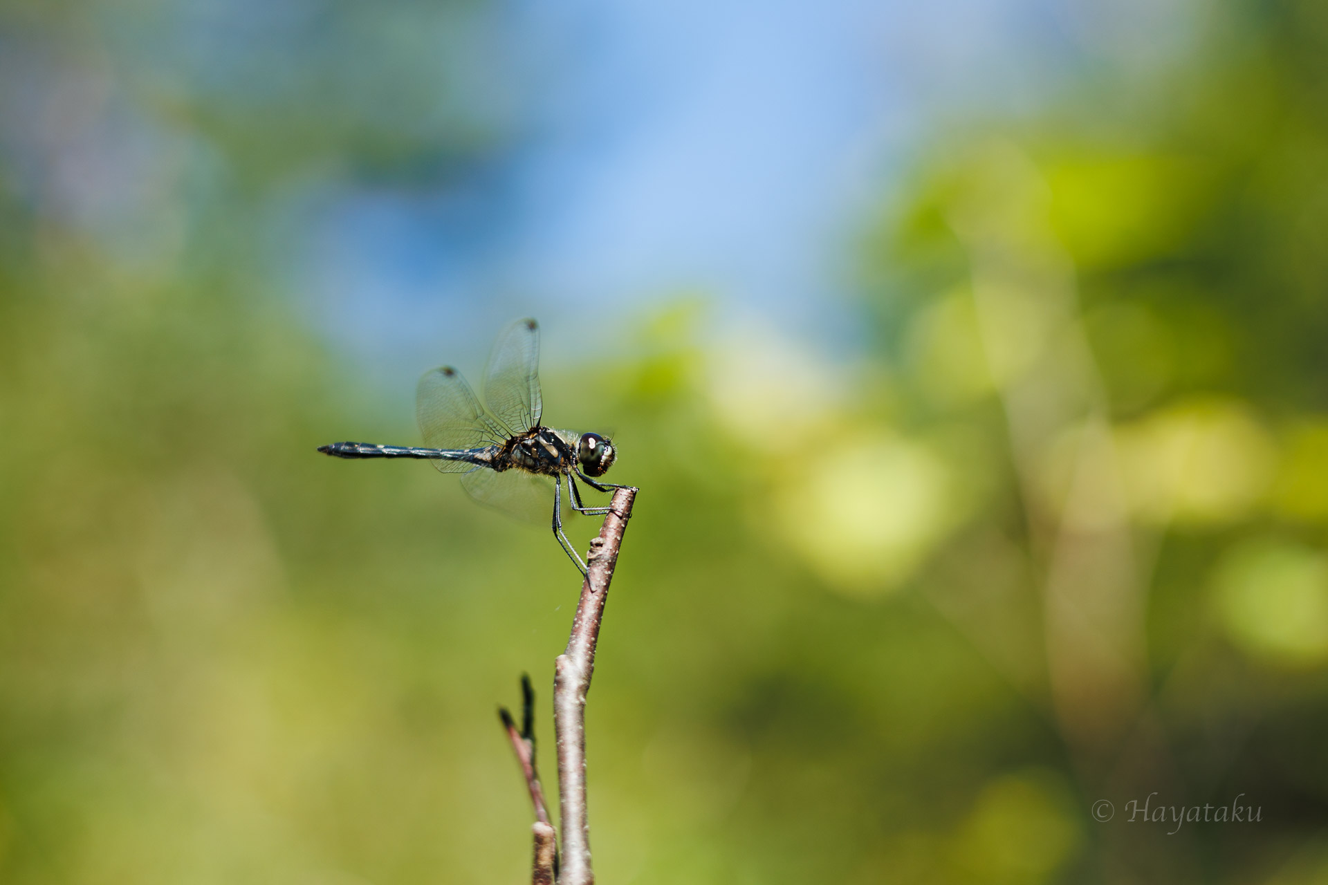 マダラナニワトンボ