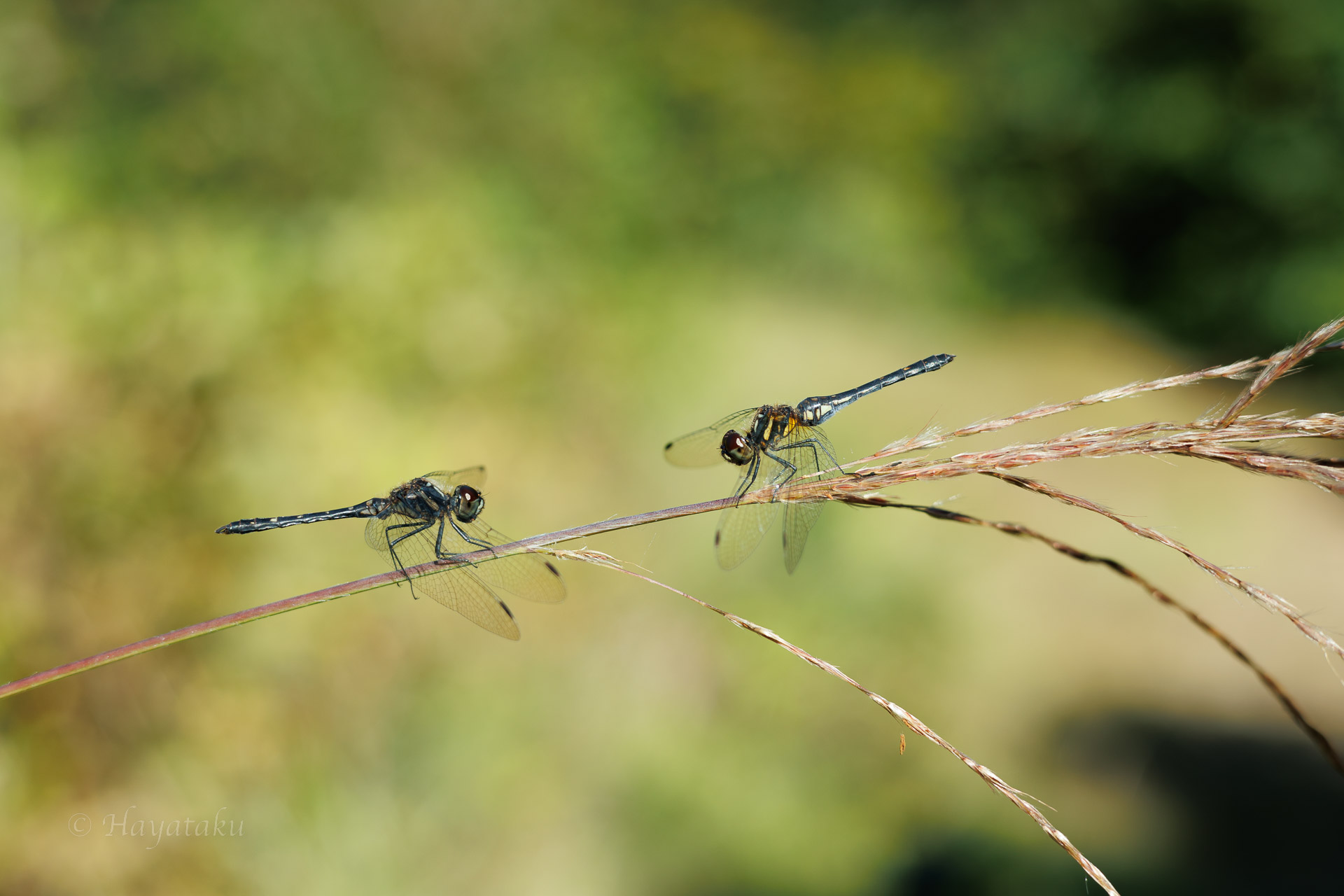 マダラナニワトンボ