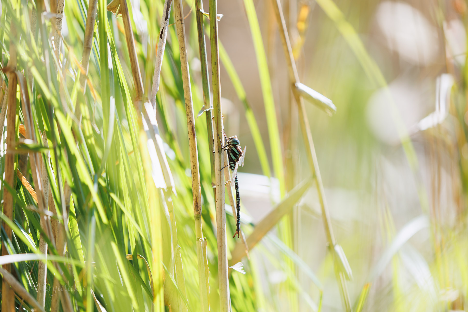 オオルリボシヤンマ