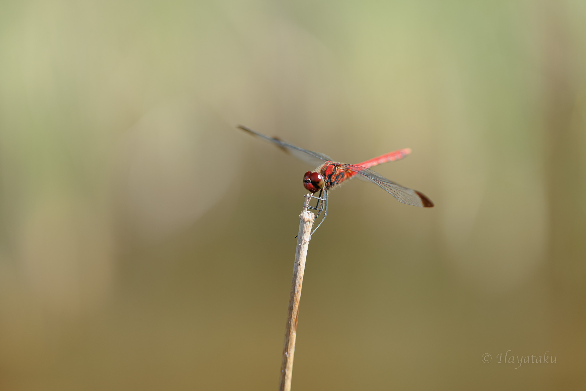 コノシメトンボ