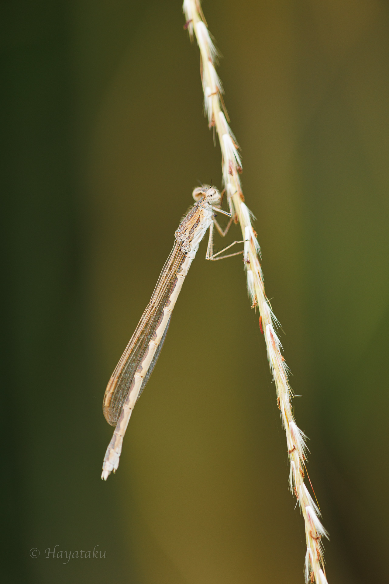 オツネントンボ