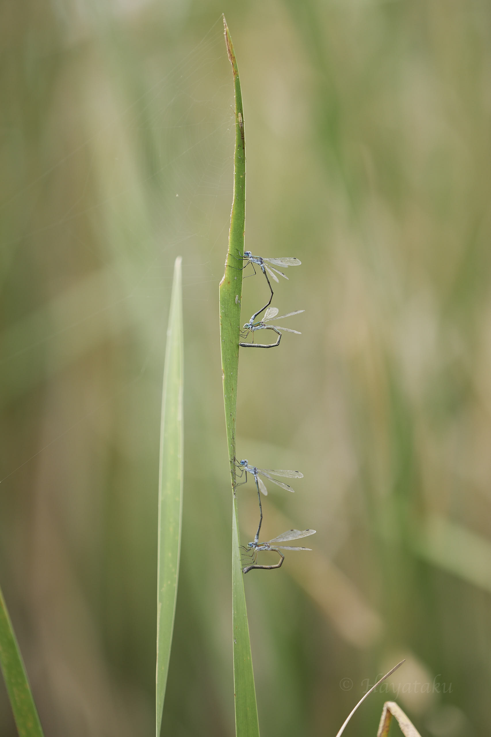 アオイトトンボ