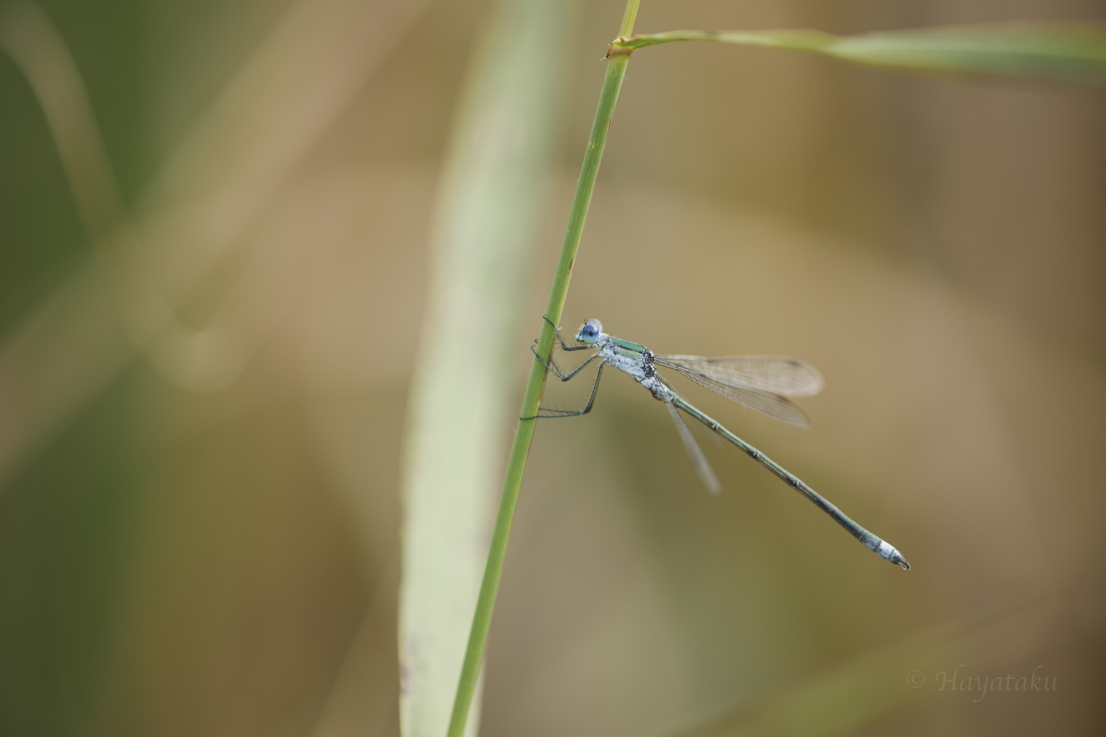 アオイトトンボ