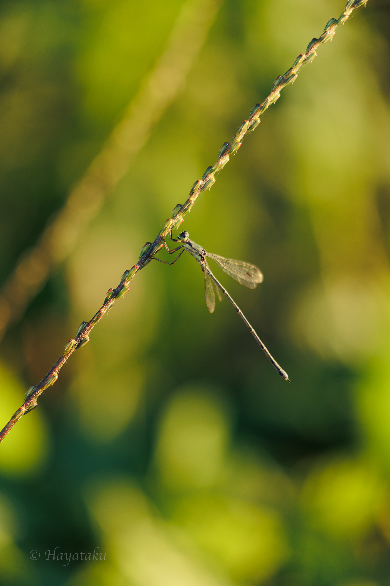 オオアオイトトンボ