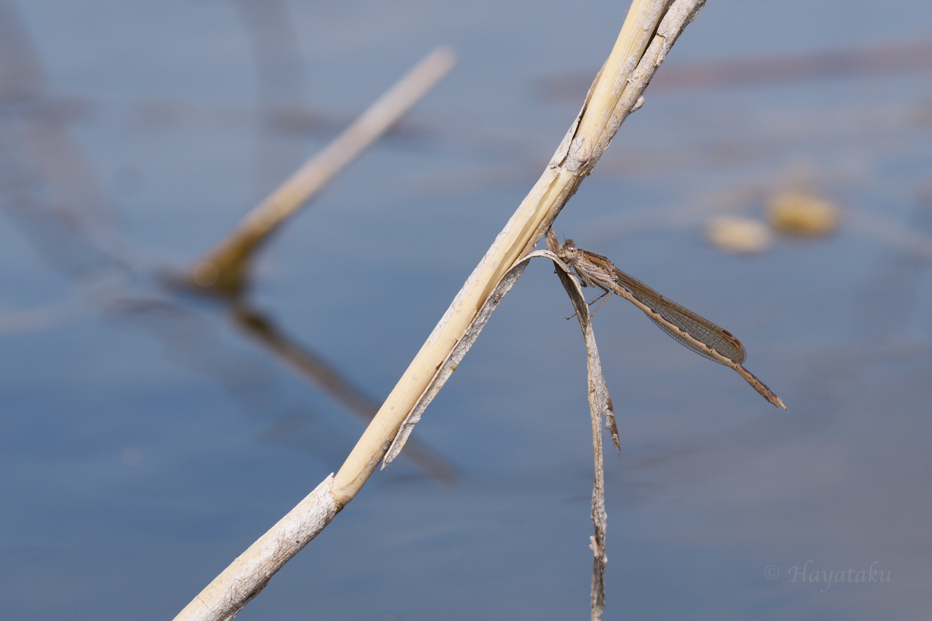 オツネントンボ