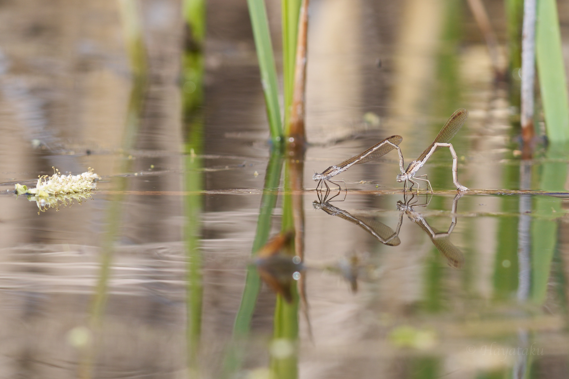 オツネントンボ