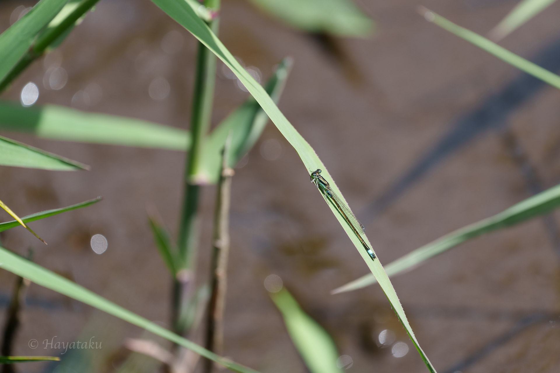 アオモンイトトンボ