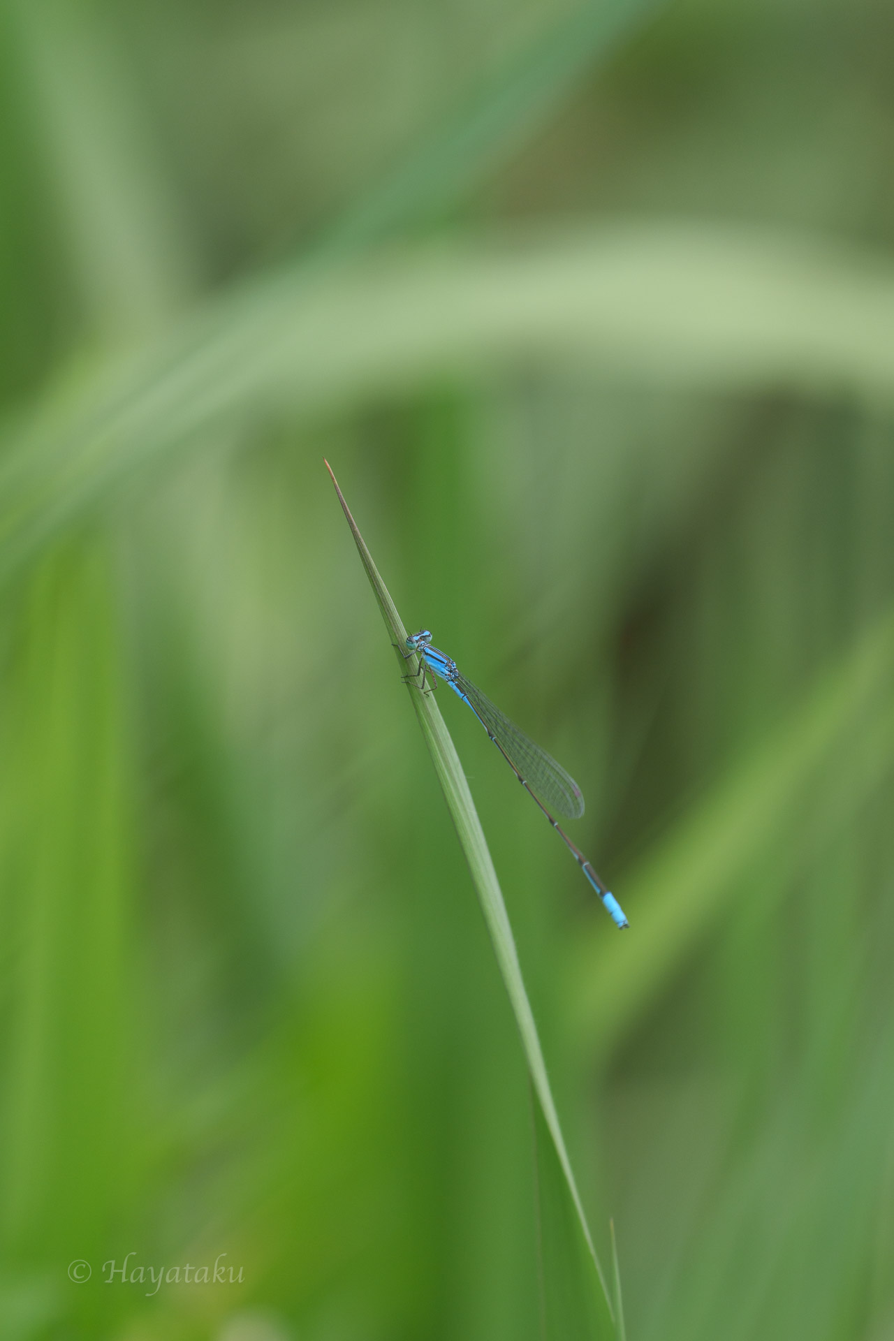 ホソミイトトンボ