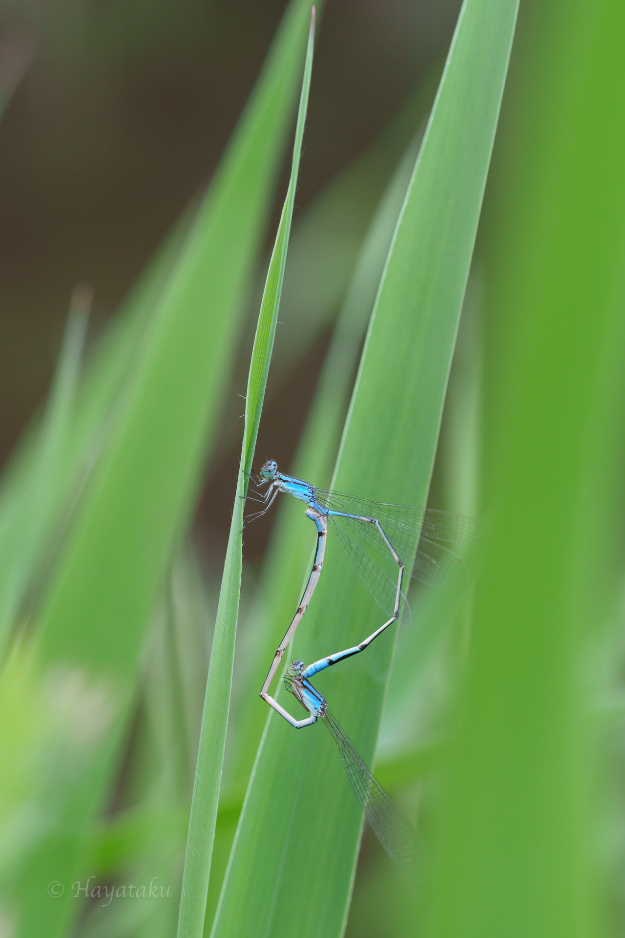 ホソミイトトンボ