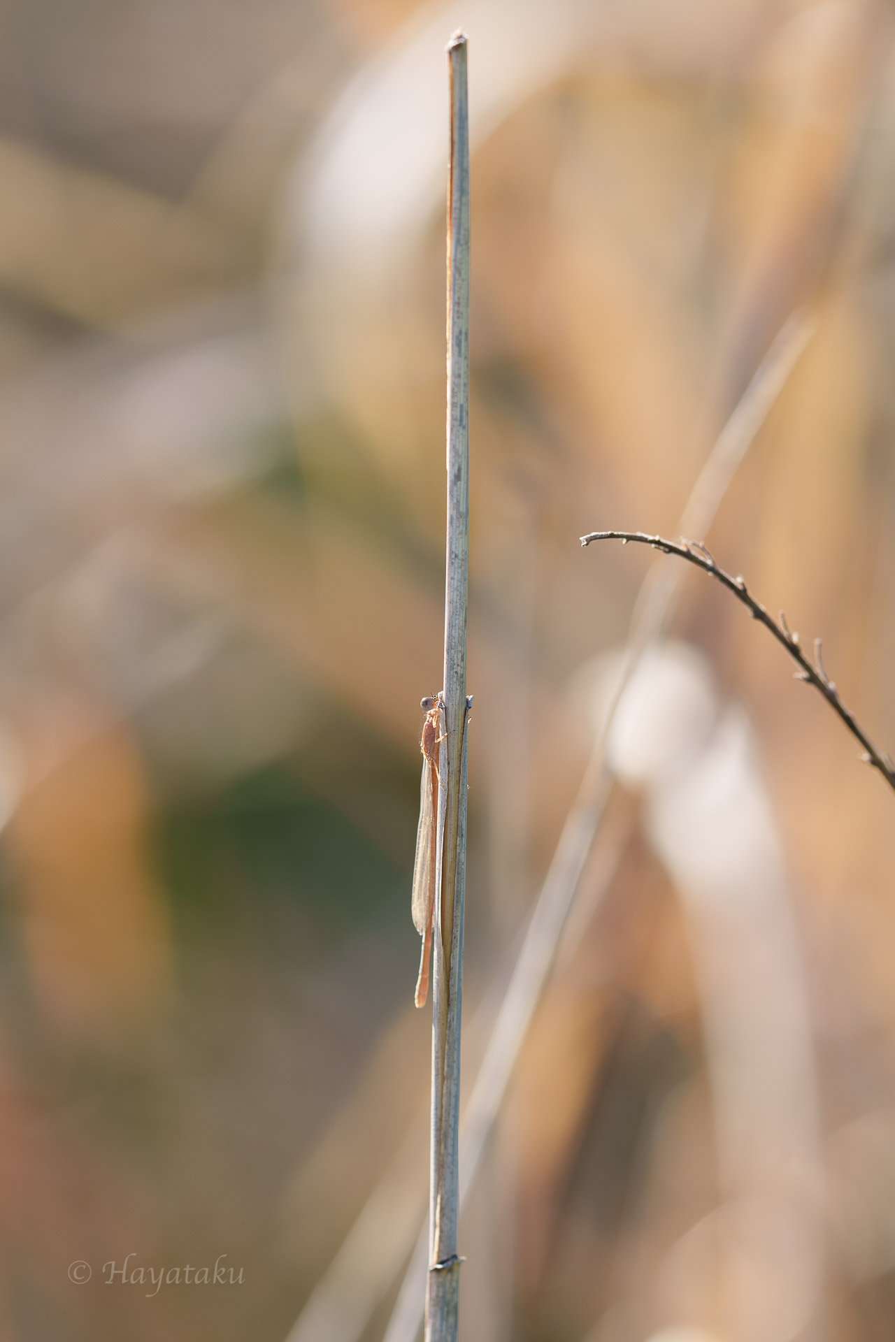 アジアイトトンボ