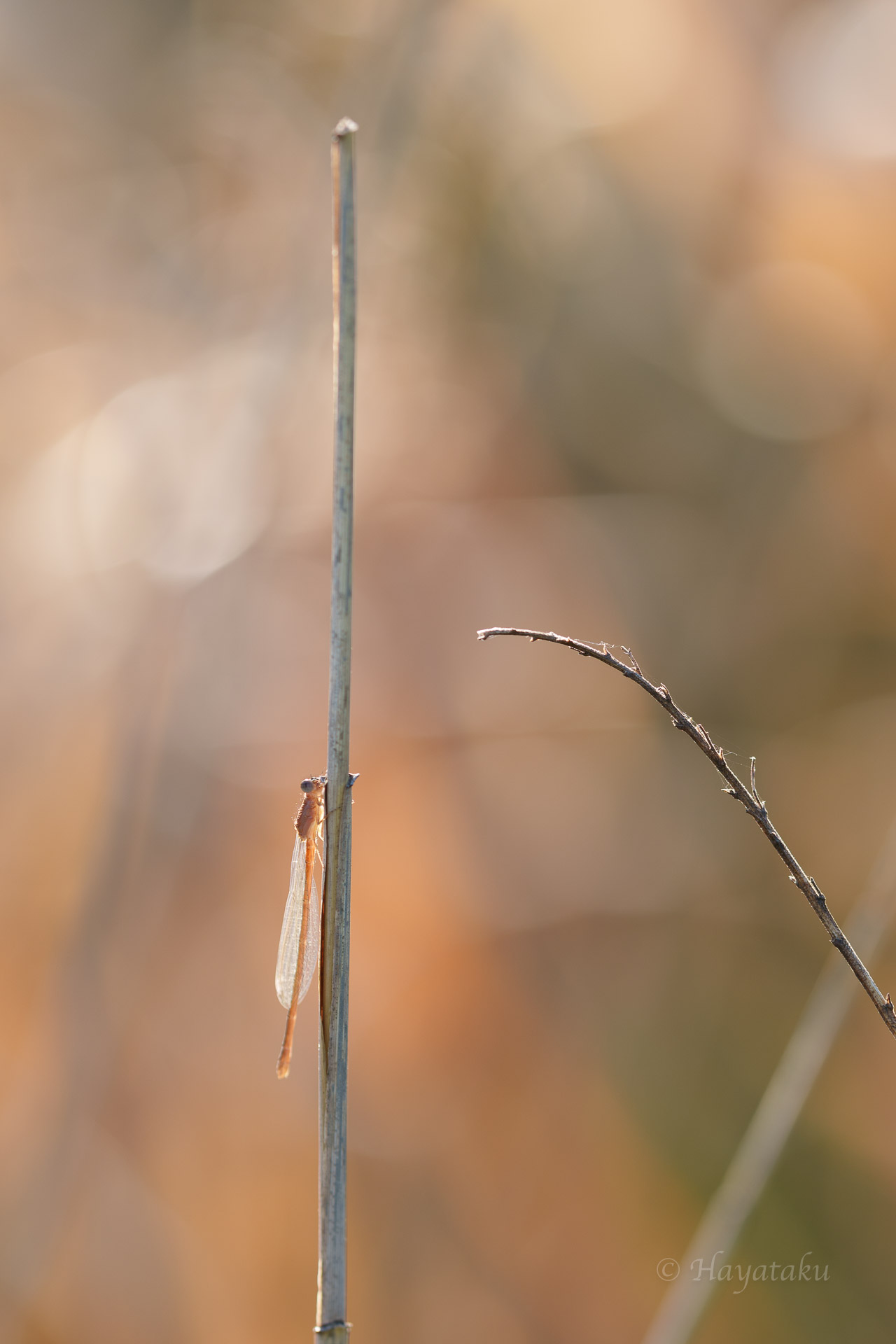 アジアイトトンボ