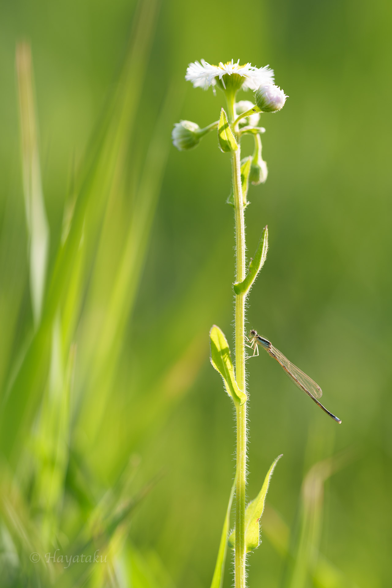 アジアイトトンボ