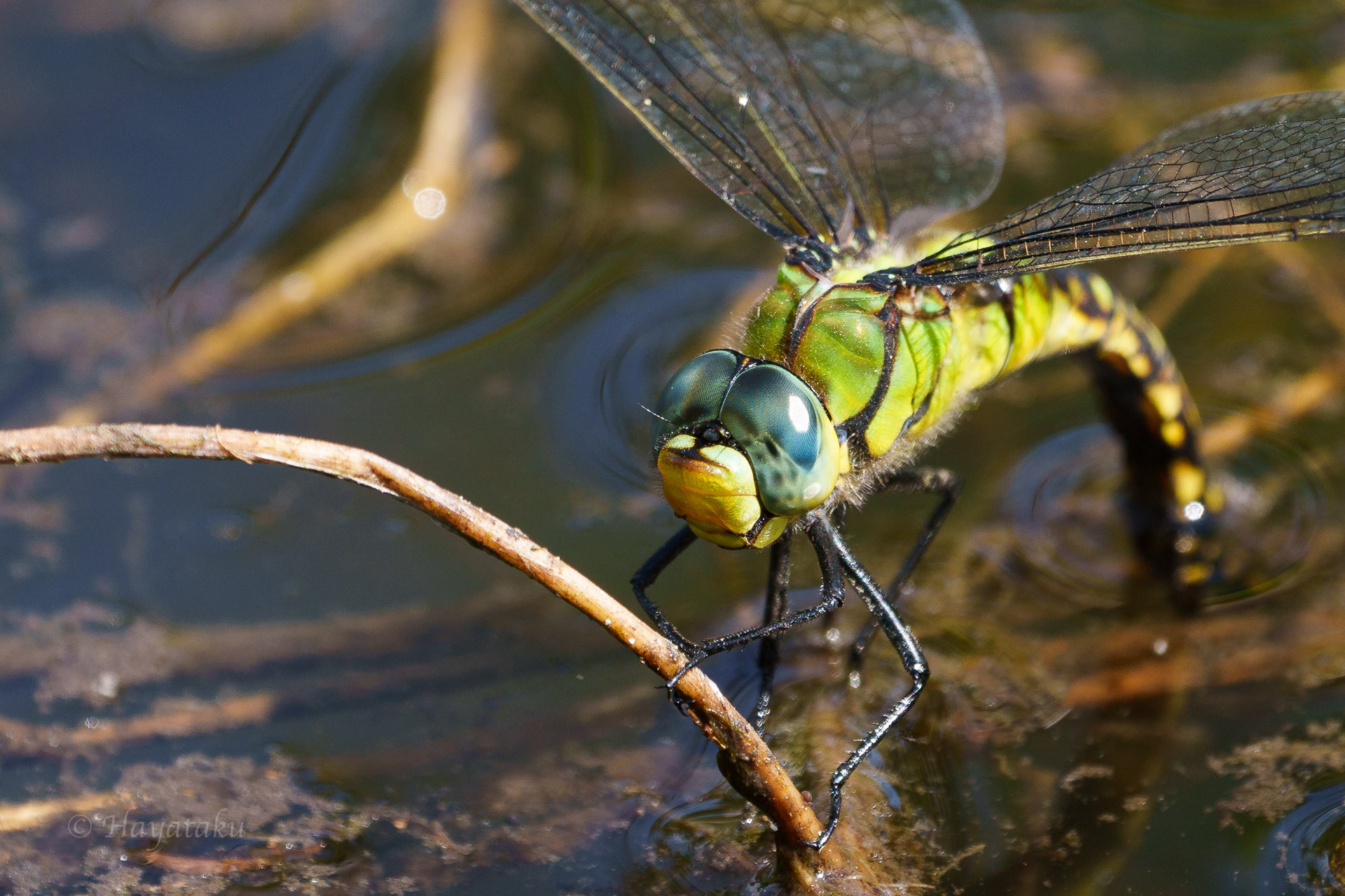 クロスジギンヤンマ