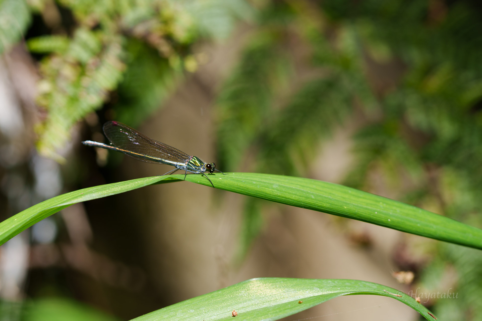 アサヒナカワトンボ