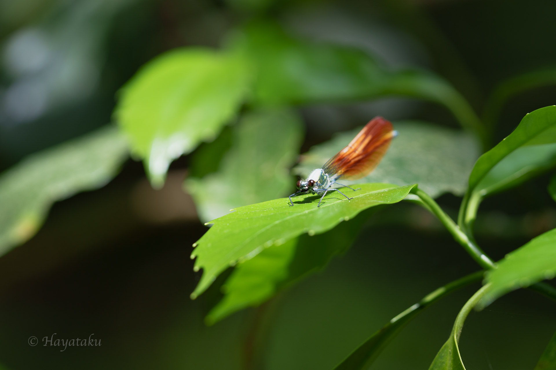 アサヒナカワトンボ