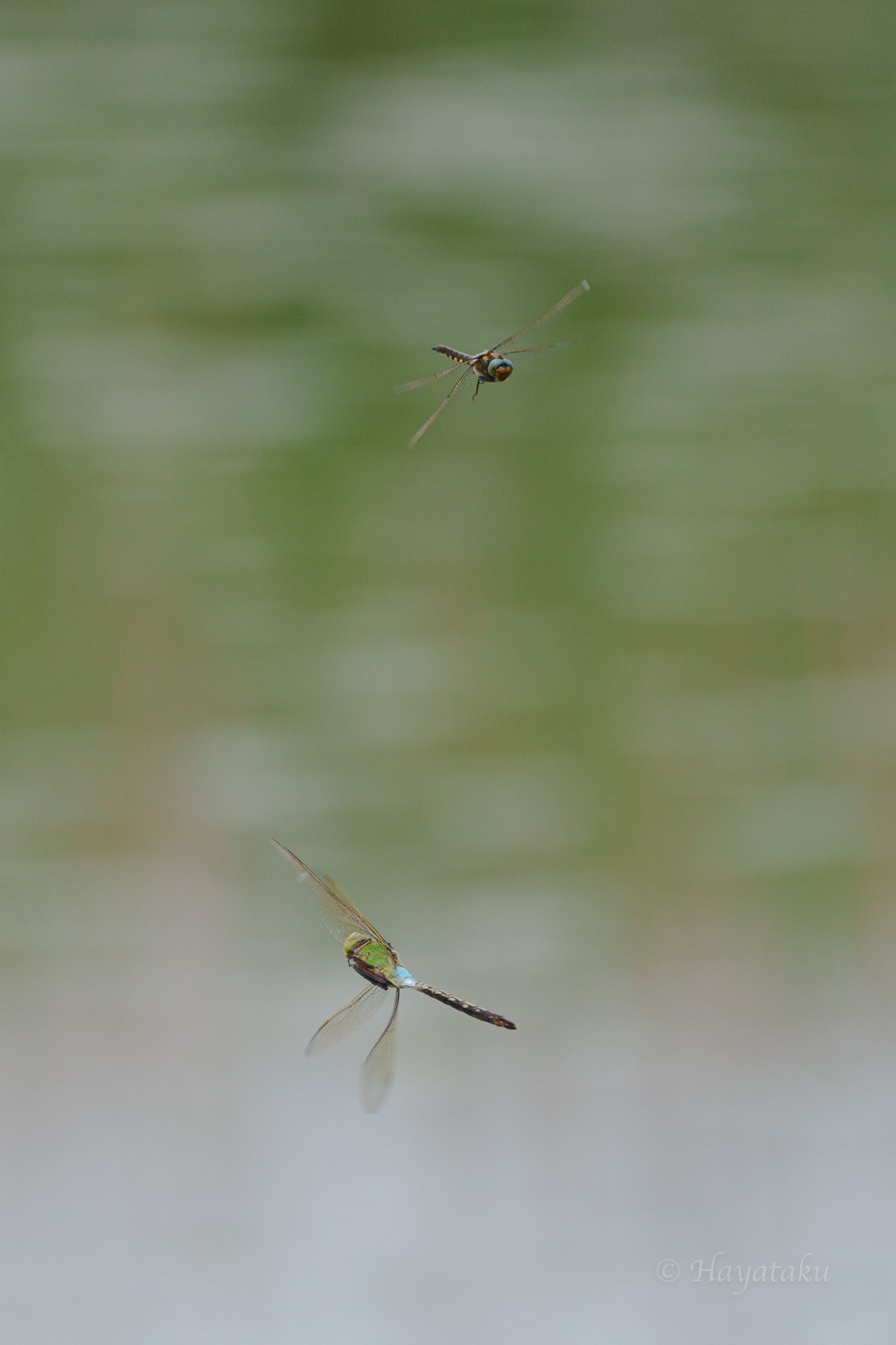 トラフトンボ・ギンヤンマ