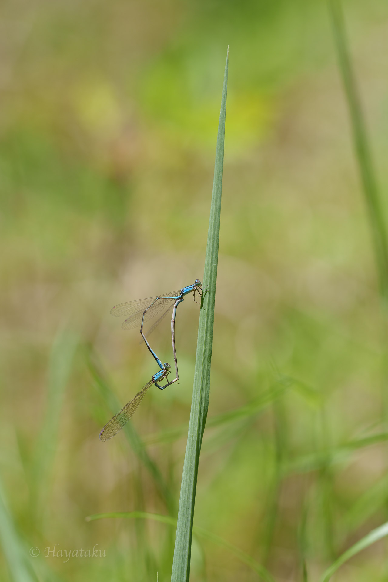 ホソミイトトンボ