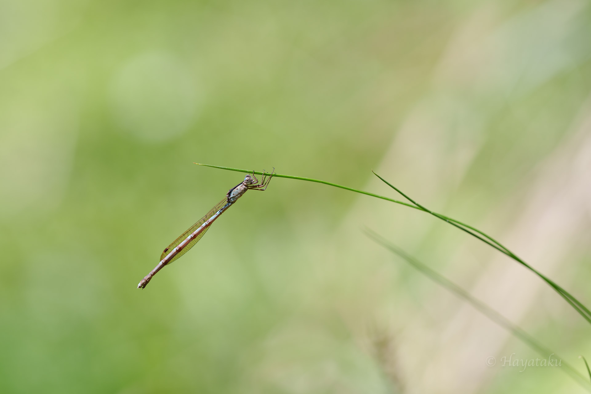 ホソミオツネントンボ