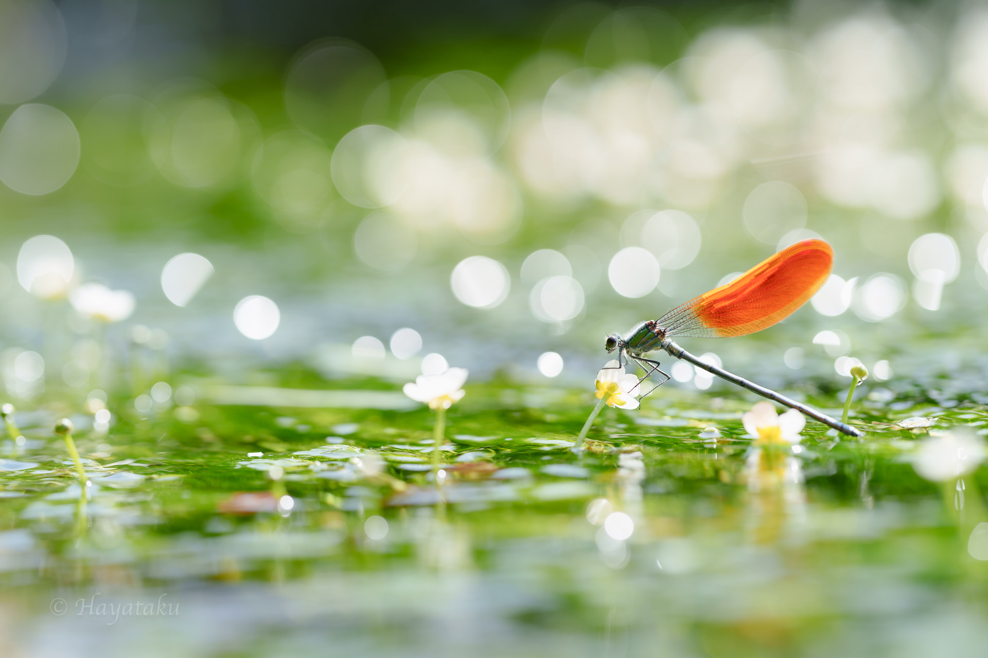 ニホンカワトンボ