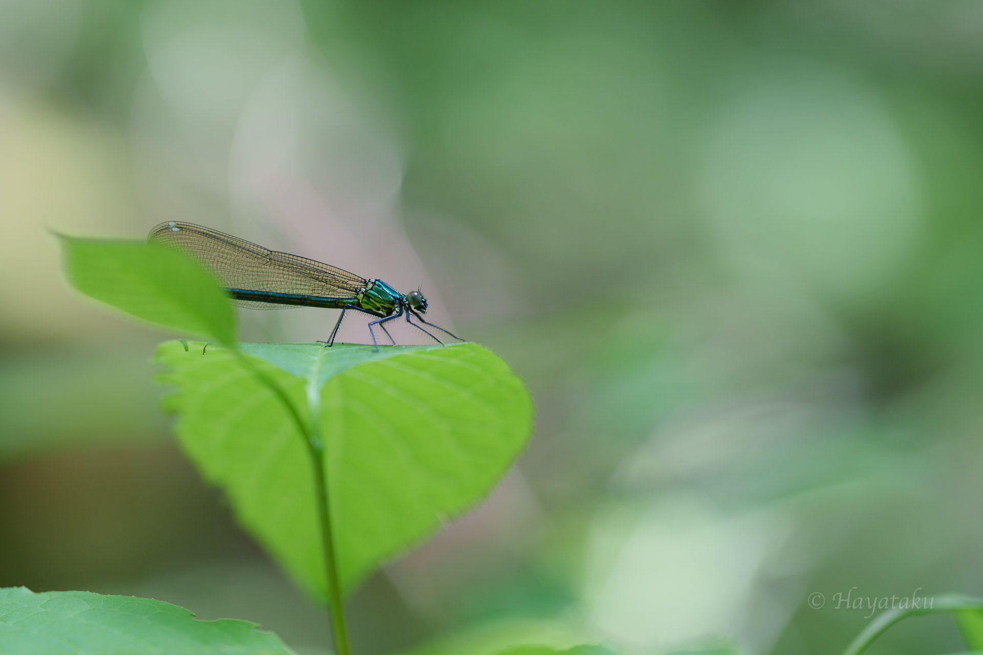 アサヒナカワトンボ