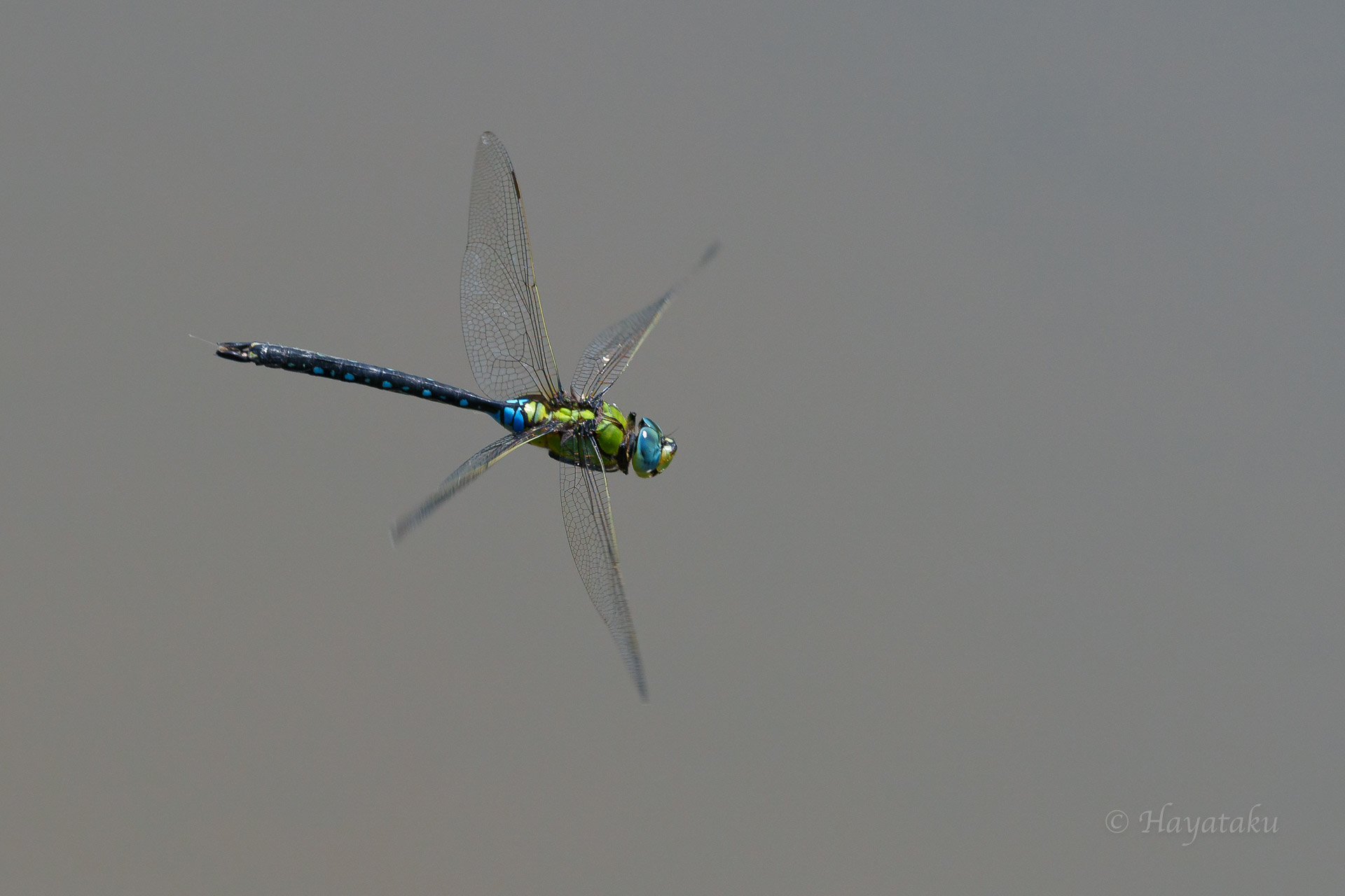 クロスジギンヤンマ