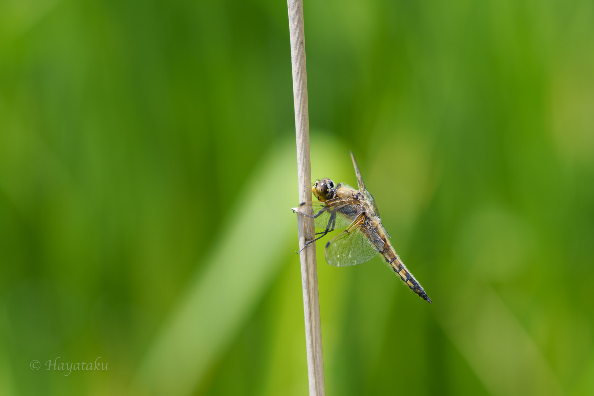 ヨツボシトンボ