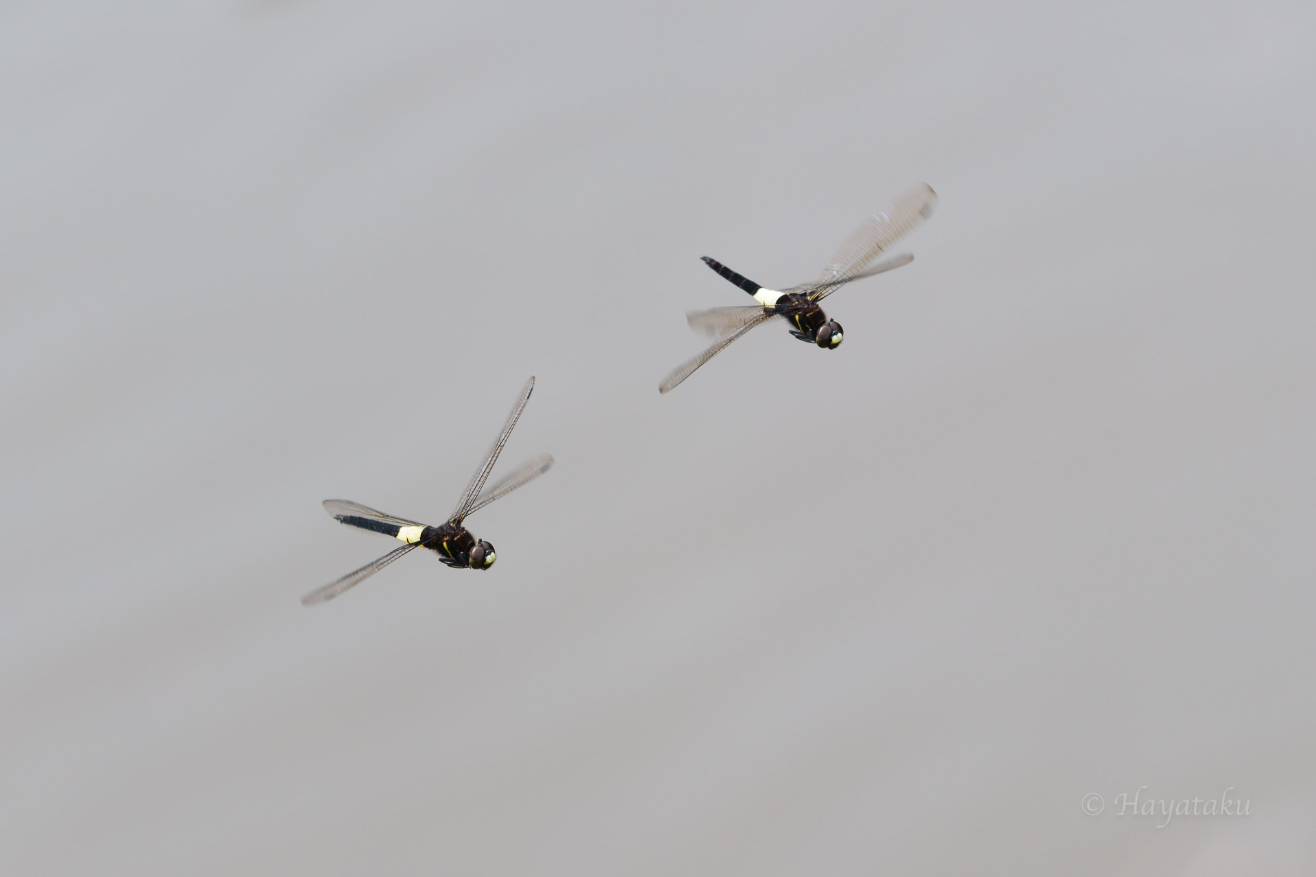 コシアキトンボ