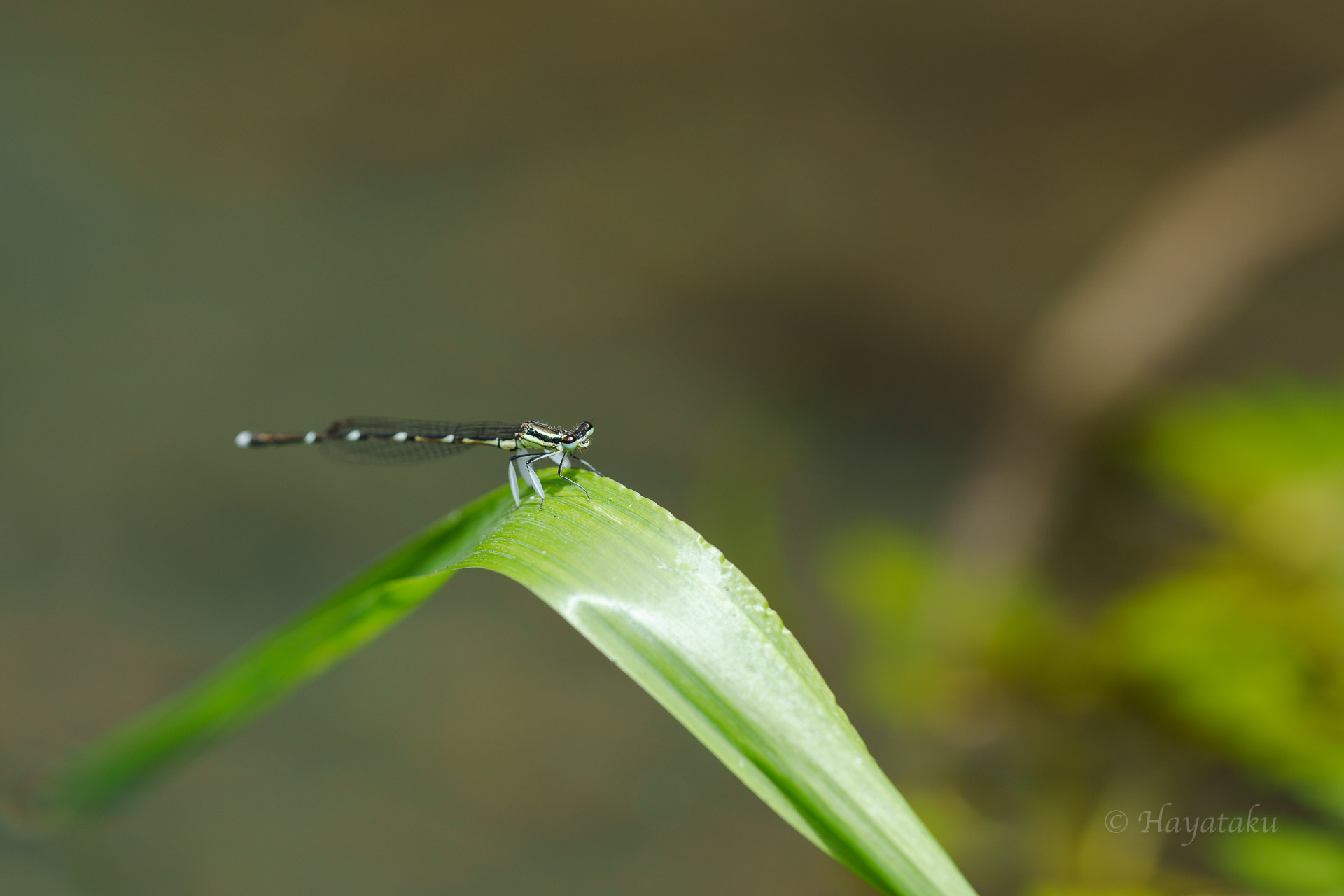 グンバイトンボ