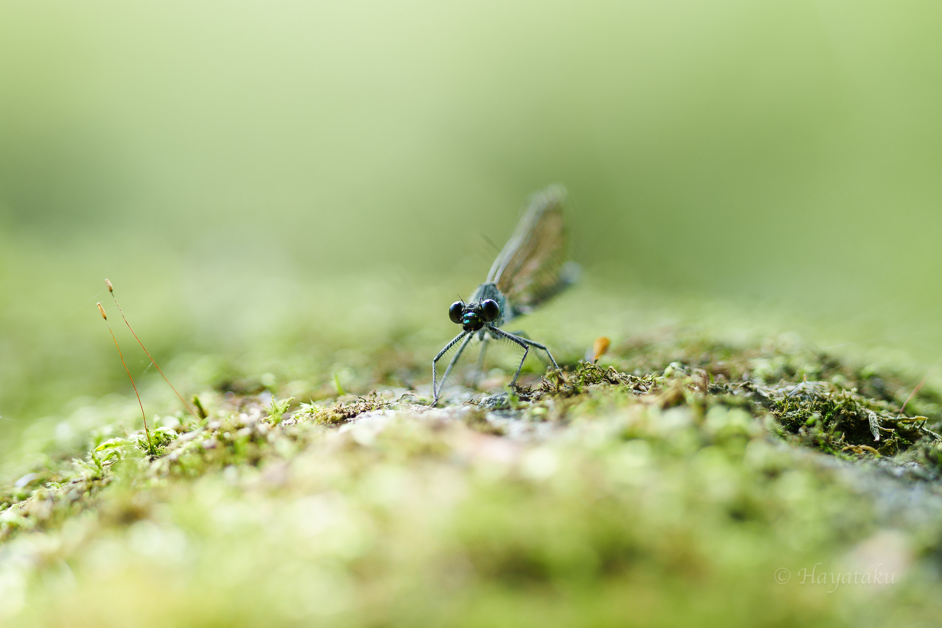 ニホンカワトンボ