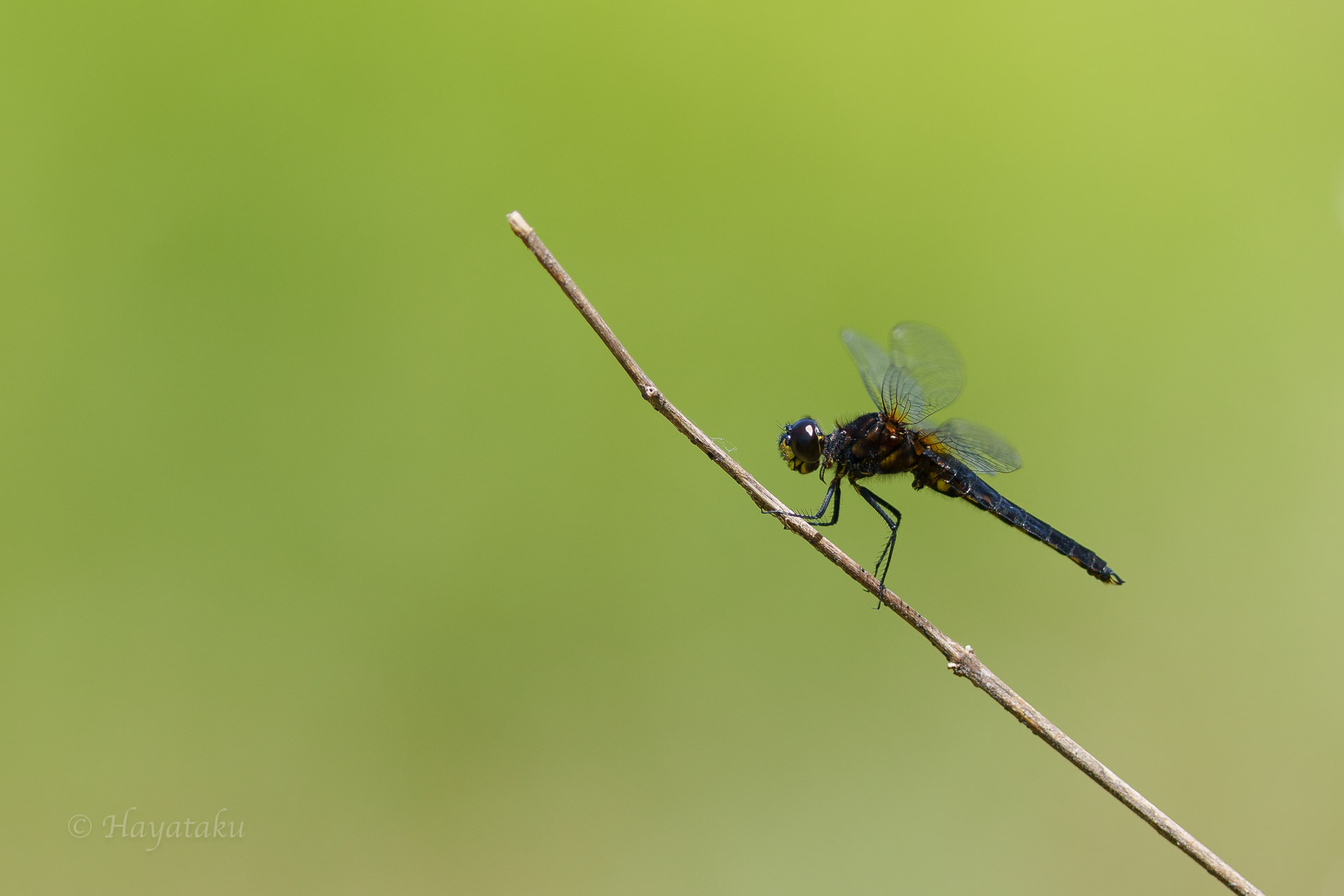 ハラビロトンボ