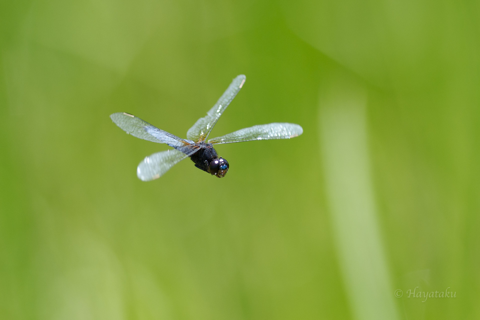 ハラビロトンボ