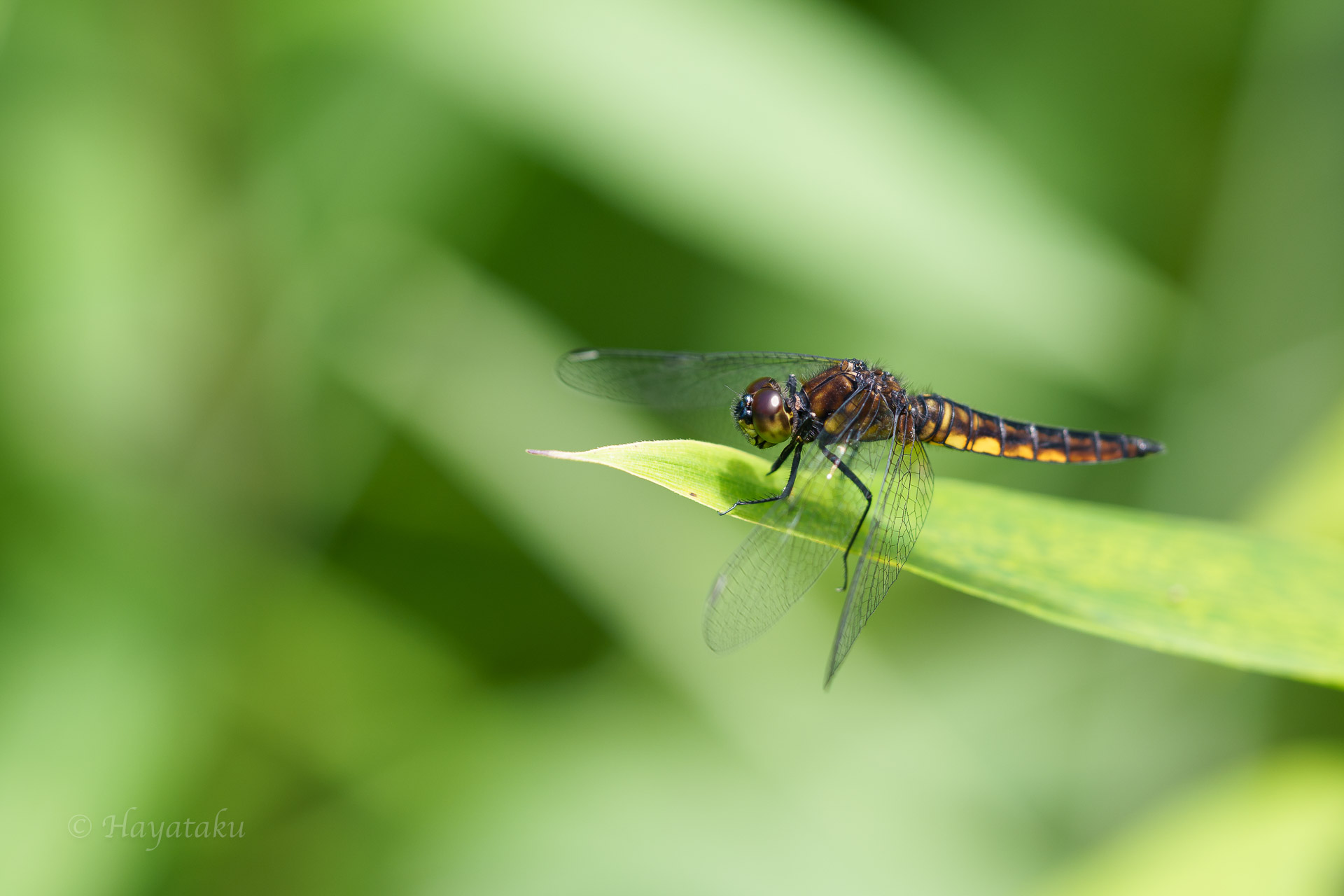 ハラビロトンボ