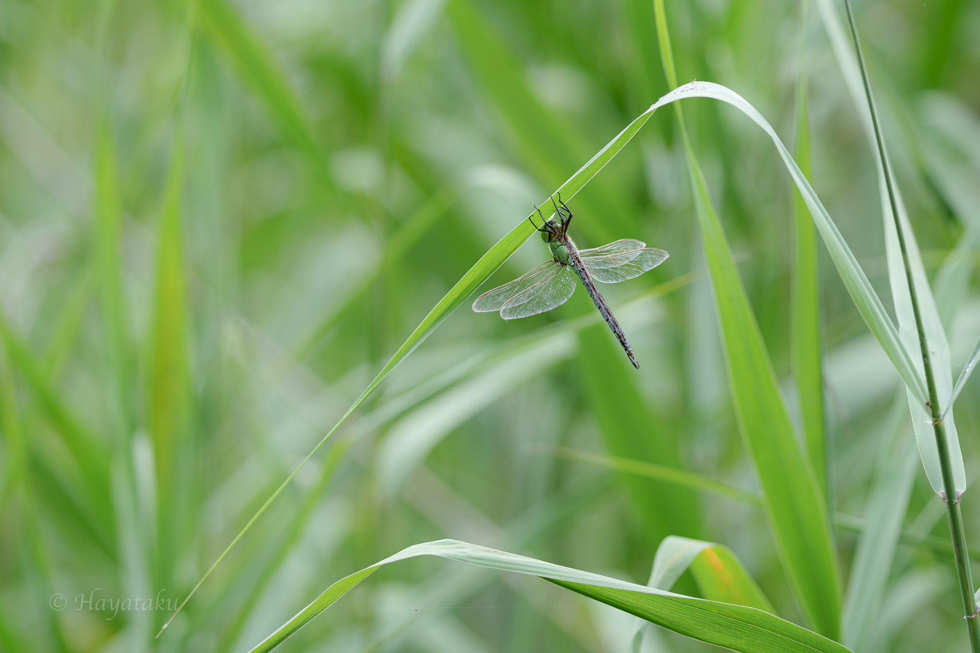 アオヤンマ
